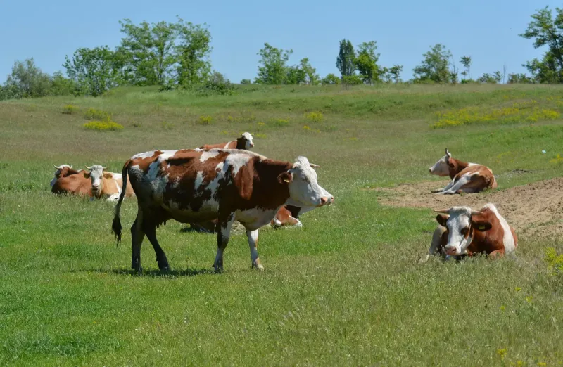 Izmjene Pravilnika o provedbi izravne potpore poljoprivredi i IAKS mjera ruralnog razvoja