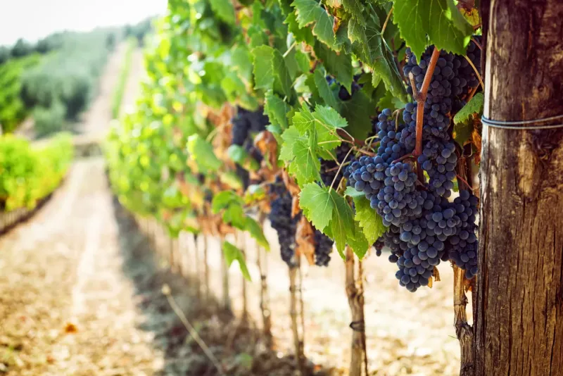 Objavljen natječaj u sektoru vina za intervenciju 58. 1. b. 01. - INVWINE - Ulaganja